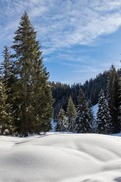 Spruce Trees Winter Time — ストック写真