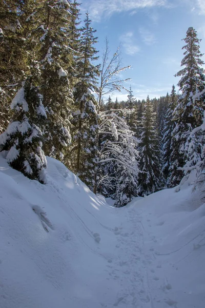 Snow path through forest in Bohinj mountains