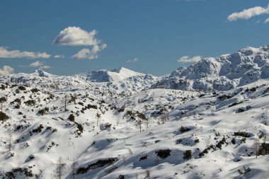 Plateau Komna with larch trees, winter time Bohinj