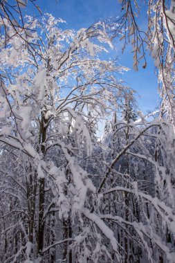 Sunlight shining through beech trees