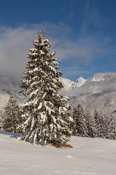 Fichte Mit Wald Rücken Winterzeit — Stockfoto