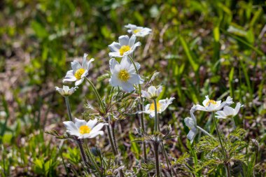  Dağlarda bir demet Alp çiçeği