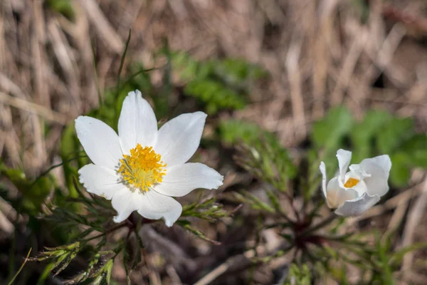 Two Close Alpine Pasque Flowers Mountains — Stock Photo, Image