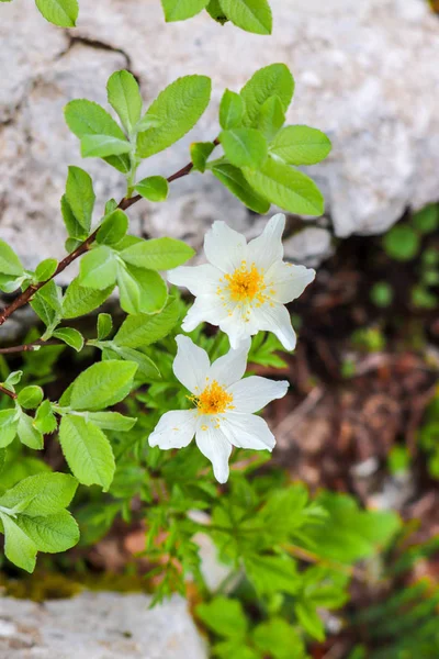 Két Alpesi Pasztell Virág Hegyekben — Stock Fotó