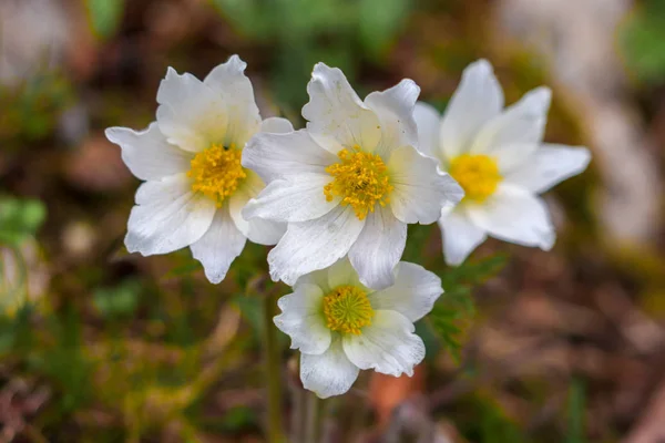 Close Alpine Pasque Flowers Mountains — Stock Photo, Image