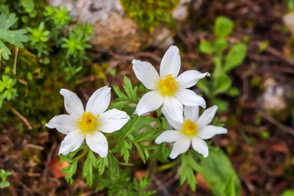 Three Alpine Pasque Flowers Mountains — Stock Photo, Image