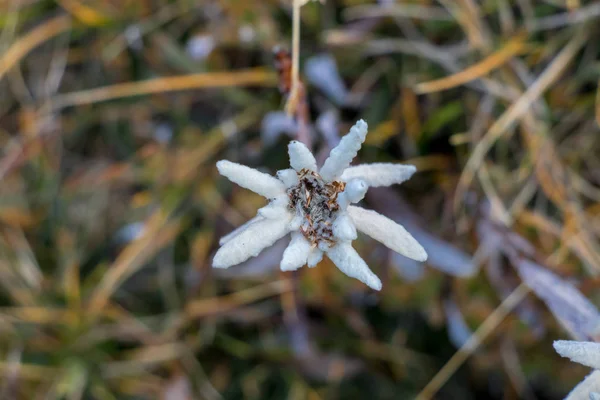 Квітка Едельвайс Горах — стокове фото