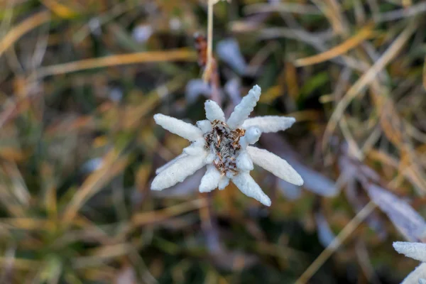 Flor Edelweiss Montanhas Close — Fotografia de Stock