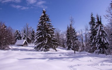 Dağ kulübesi karla kaplı ladin ağaçlarıyla