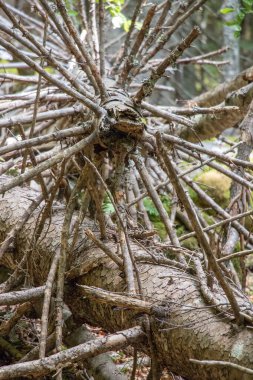 Dallar gibi sivri uçlu, ölü bir ağaç.