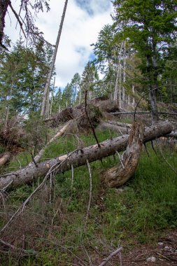 Bohinj ormanında ölü ağaçlar.