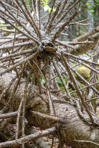 Острый Взгляд Мертвое Дерево Шипами Ветви — стоковое фото