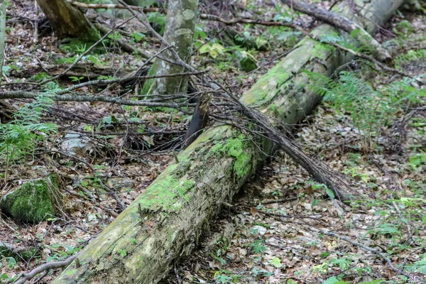 Mossen Groeien Een Dode Boom Bohinj — Stockfoto