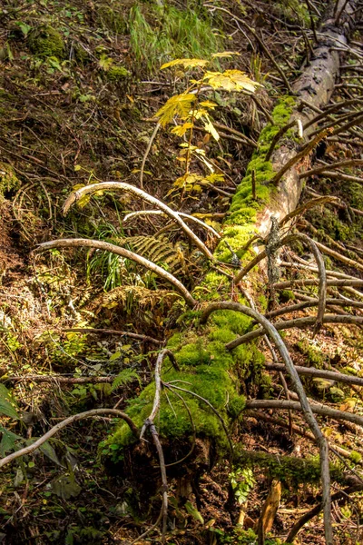 Bohinj森林被阳光照亮的枯树 — 图库照片
