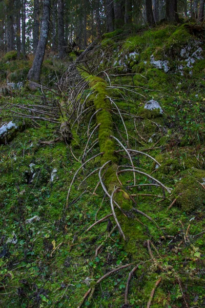 生长在一棵枯树上的苔藓 Bohinj森林 — 图库照片