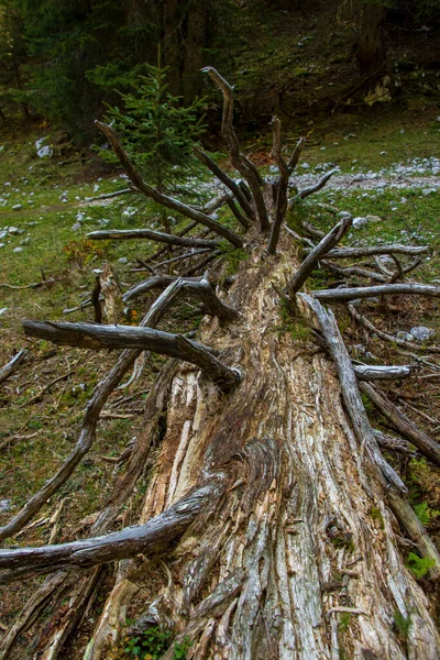 Ostré Větve Uschlého Stromu Lese Bohinj — Stock fotografie