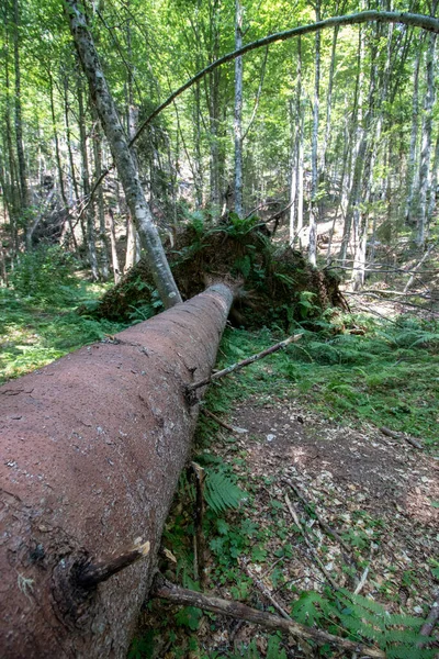 Padlý Strom Ležící Lese Bohinj Strany — Stock fotografie