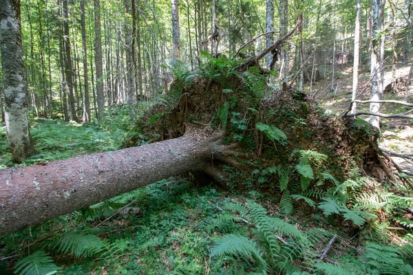 Padlý Strom Ležící Lese Bohinj — Stock fotografie