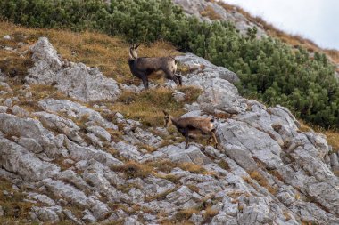 Dağ yamacında duran papağanlar