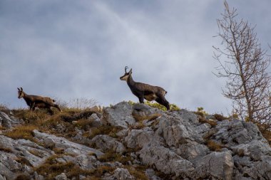 Dağ zirvesinde duran papağanlar