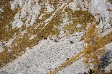 Dağ yamaçlarındaki Chamois sürüsü