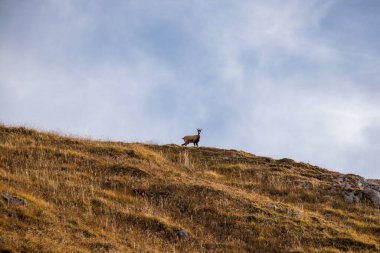 Chamois bir dağ çayırında duruyor.