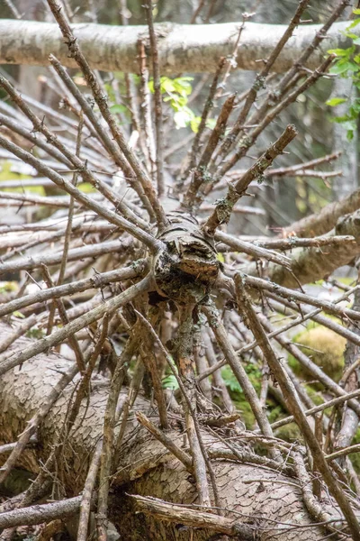Ostrý Mrtvý Strom Bodcem Jako Větve Les Bohinj — Stock fotografie