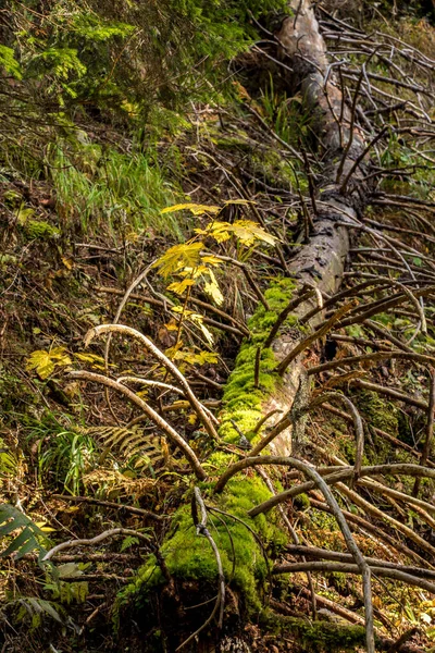 Yosun Kaplı Düşmüş Çam Ağacı — Stok fotoğraf