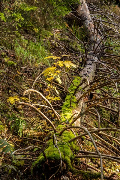 Padlý Smrk Pokrytý Mechem — Stock fotografie