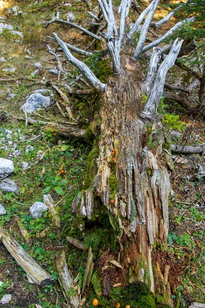 落叶老苔藓覆盖的云杉树 — 图库照片