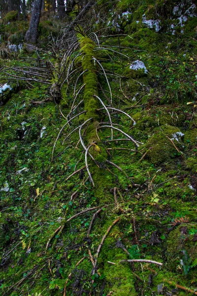 Gevallen Lariksboom Bedekt Met Mos — Stockfoto