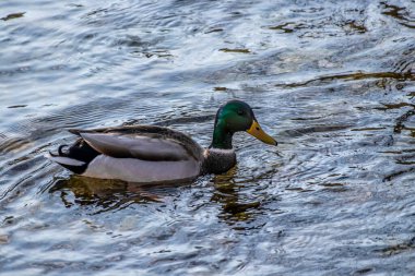 Yaban ördeği nehirde