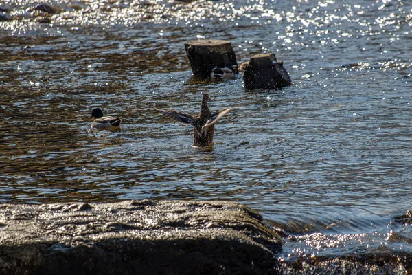 Ente Landete Einfach Auf Dem Fluss — Stockfoto