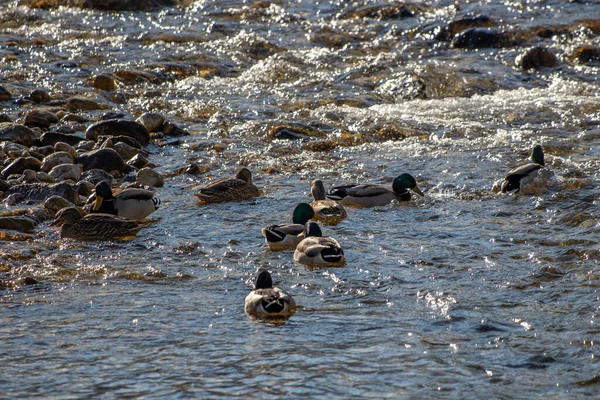 Alguns Patos Rio Que Flui — Fotografia de Stock