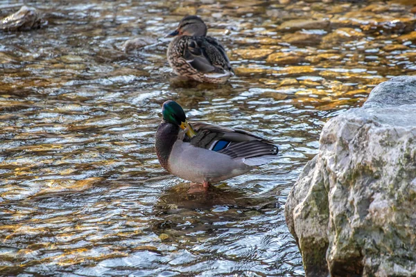 Due Anatre Sul Fiume Ora Mattina — Foto Stock