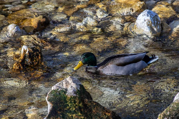 Anatra Che Muove Attraverso Flusso Acqua — Foto Stock