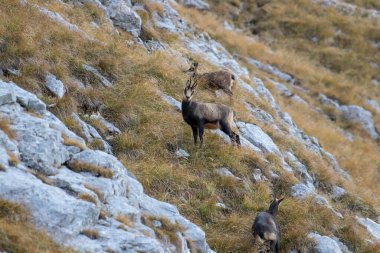 Dağ otlağındaki Chamois ailesi