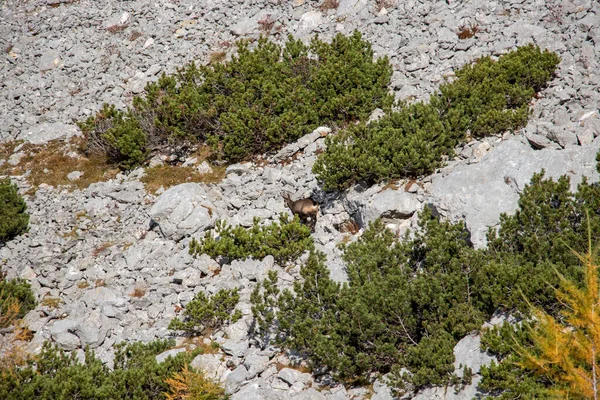 Chamois Центрі Соснового Карлика — стокове фото