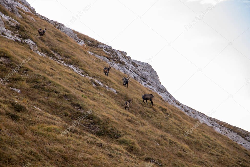 Chamois herd pasturing in mountains
