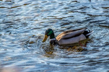Yetişkin Erkek Ördek Nehirde