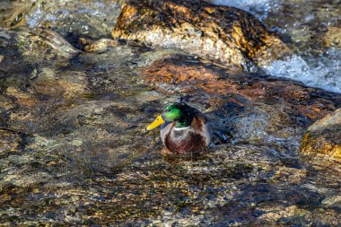 Nehirdeki güzel erkek ördek