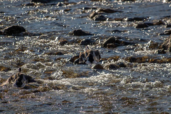 Ente Fliegt Über Fluss — Stockfoto