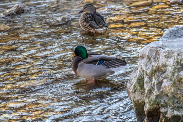 Twee Eenden Een Ondiepe Rivier — Stockfoto