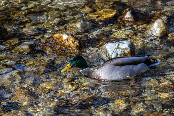 Ente Einem Seichten Fluss — Stockfoto