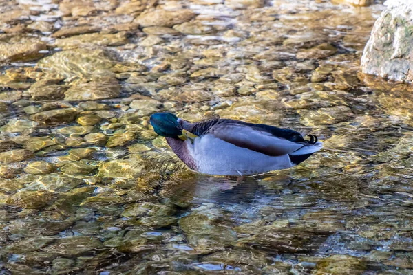 Anatra Che Pulisce Fiume Poco Profondo — Foto Stock