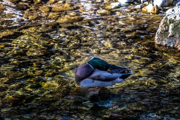 Duck Shallow River Stream — Stock fotografie