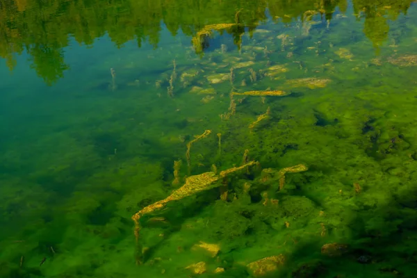 Seaweed Lake Seven Lakes Bohinj — Stock Photo, Image