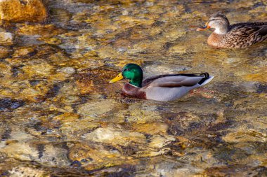 Yalnız yaban ördeği nehirde, yaklaş