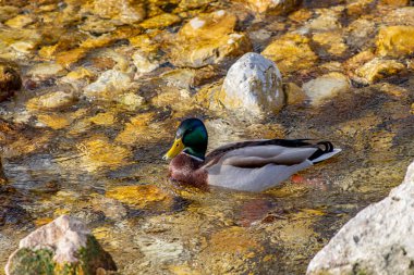 Yalnız ördek nehirde, yaklaş