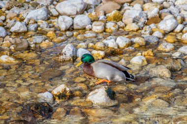 Yalnız ördek nehirde